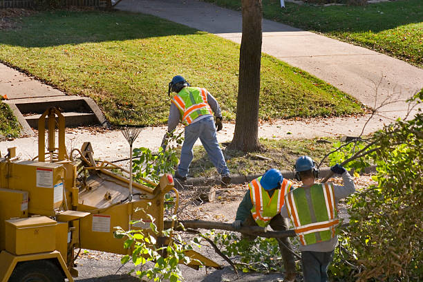 Residential Tree Removal in Powdersville, SC